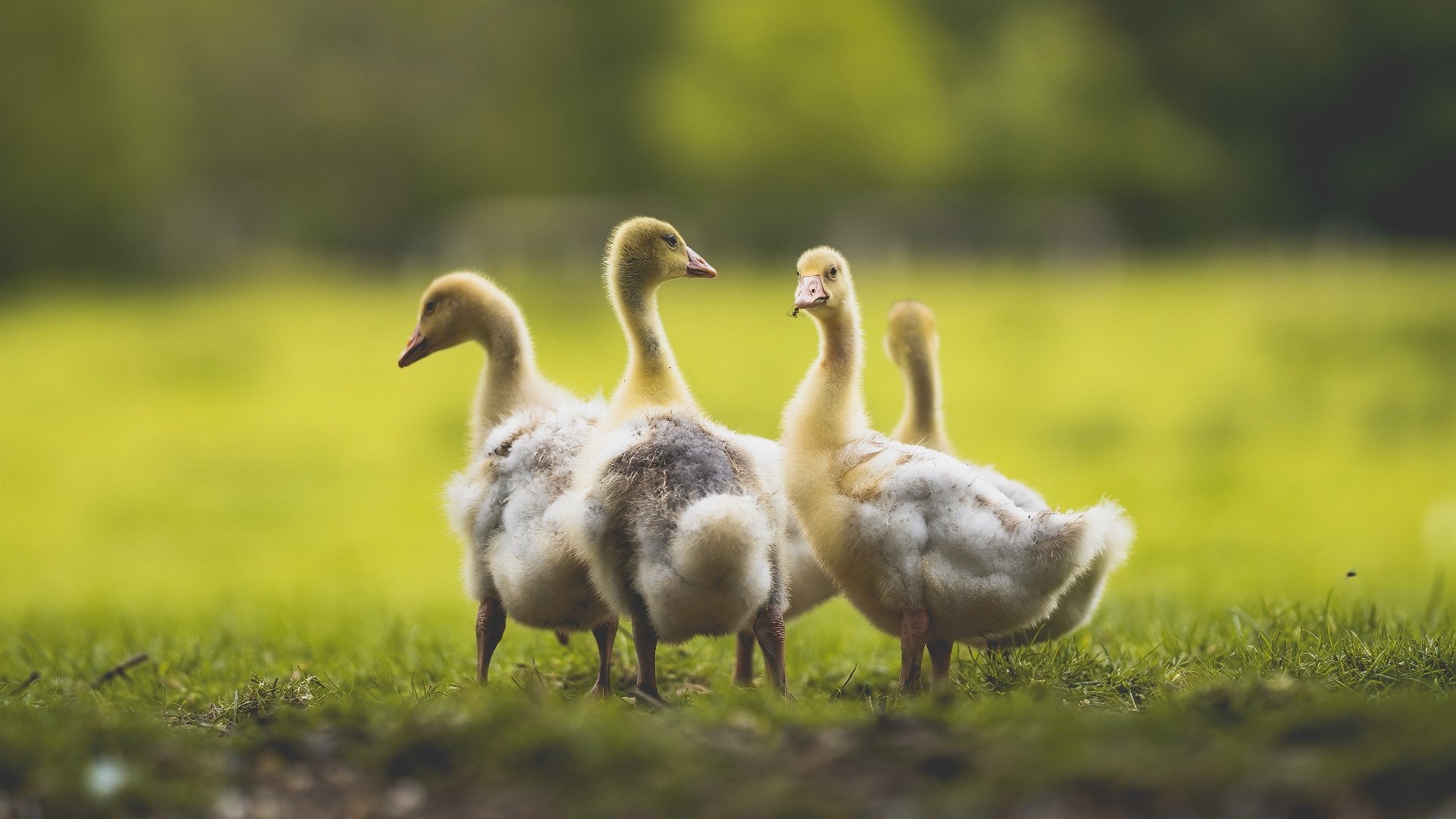 _网球大会:全球顶尖选手齐聚一堂火热开战_,网球大师赛总决赛2020