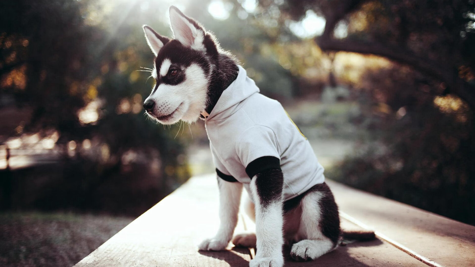 “意甲青年军崛起,未来可期”,意甲青训排名